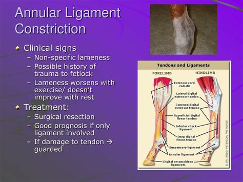 annular ligament tear test|annular ligament damage.